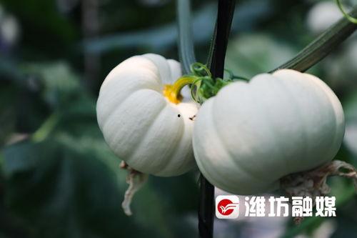 潍坊吃瓜网红,带你领略当地美食风情