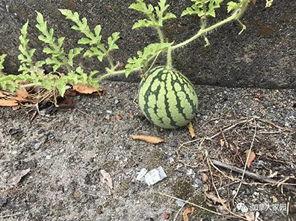 网红吃瓜第一线